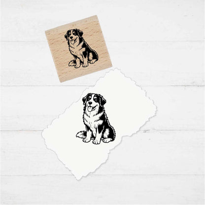 Stempidoo Hund - Berner Sennenhund - 